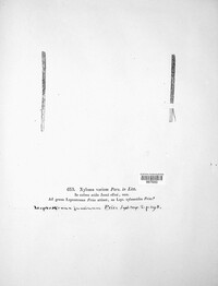 Image Associated With the Occurence